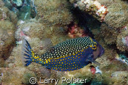 Colorfull box fish, Nikon D-70 by Larry Polster 